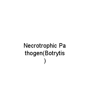 Necrotrophic Pathogen(Botrytis)
